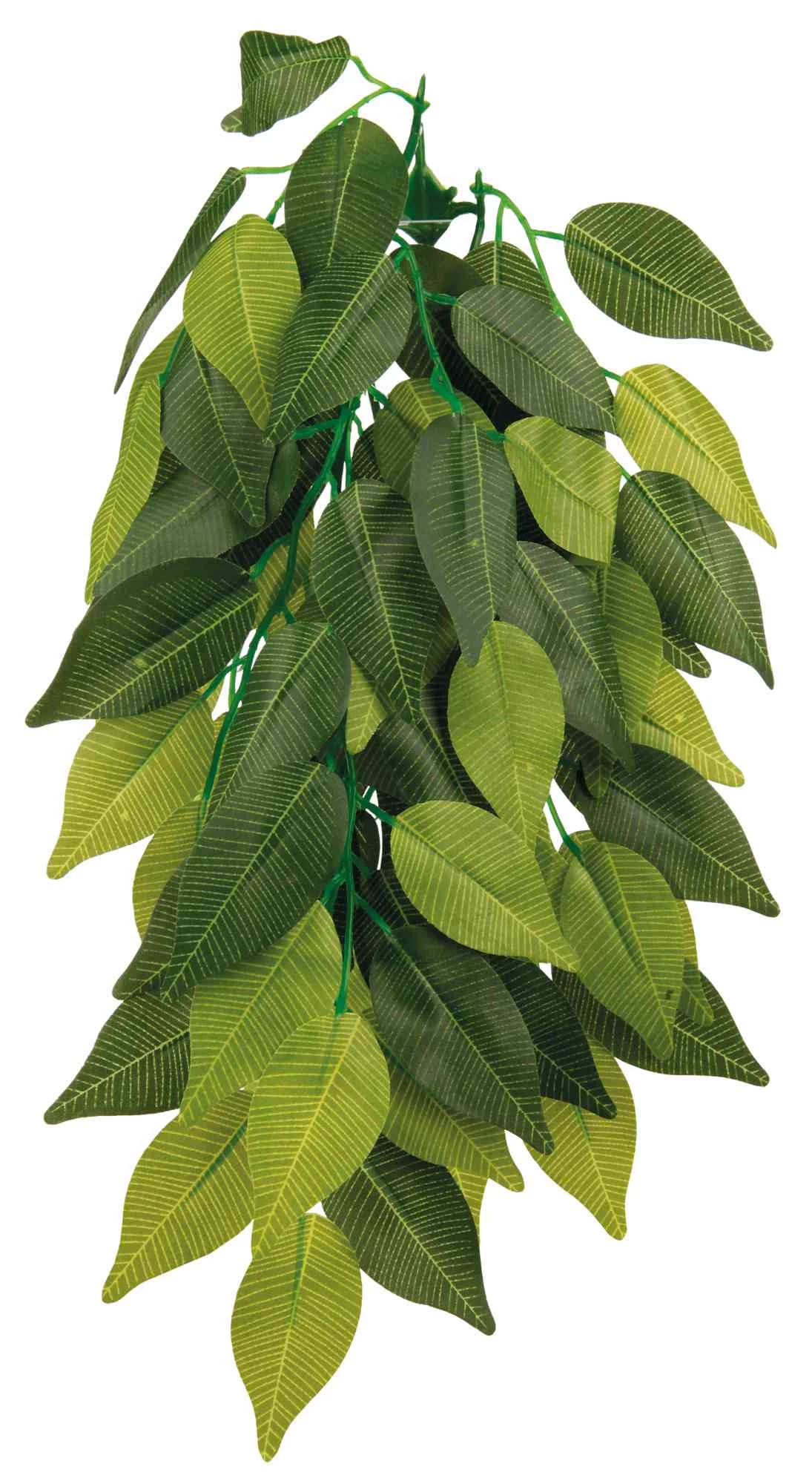 GiganTerra Ficus small G04-00254
