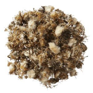 gedroogde paardebloem