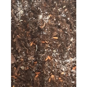 Rode springstaartjes