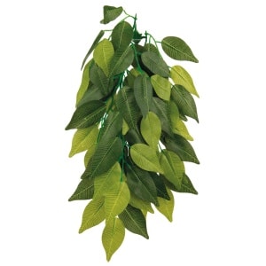 GiganTerra-Ficus-small-G04-00254-1