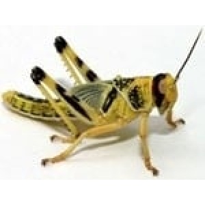 Sprinkhaan-geel-kopen
