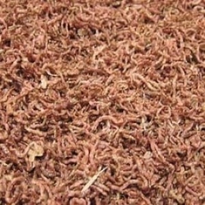 gedroogderodemuggenlarven