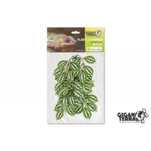 giganterrahangplantpilea