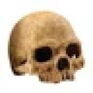 primateskull