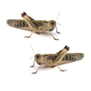 sprinkhanen-volwas-4