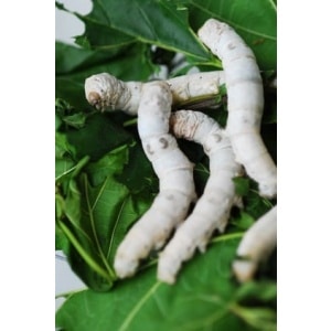 zijderupsen-kopen-voer