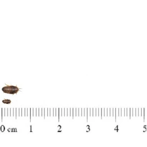 Baby dubia cockroaches