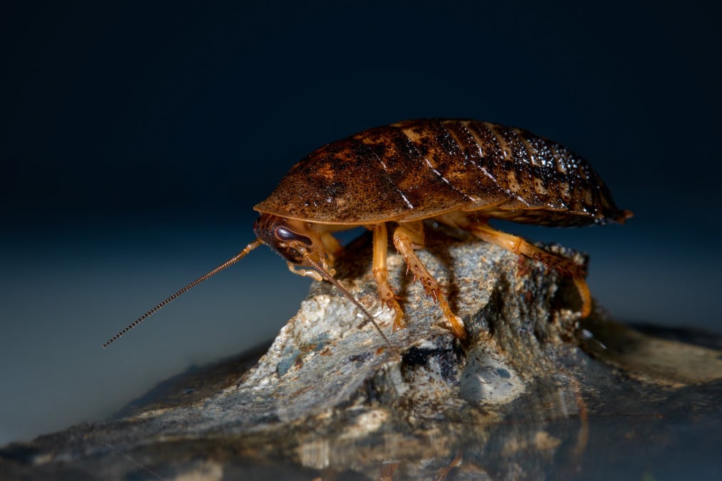 Argentijnse kakkerlak foto