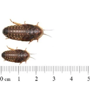 Dubias 1-2 cm