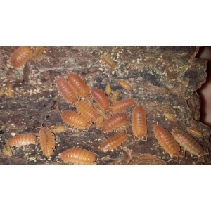 Porcellio laevis (Orange )