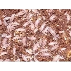 Tropische Pissebedden