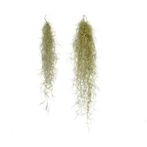 Tillandsia Usneoides - Medium