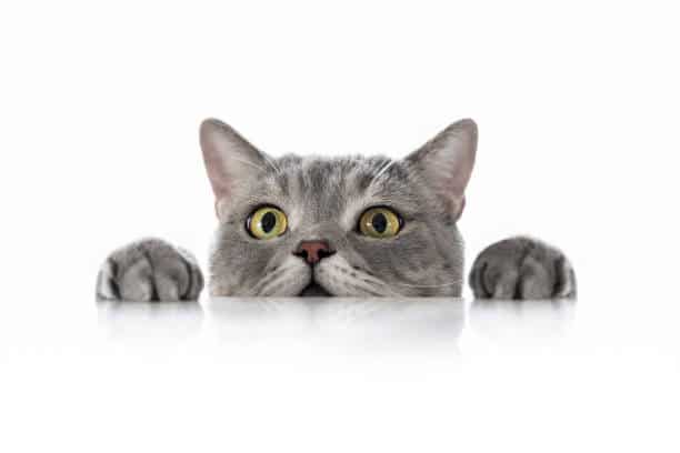 Big-headed cat (Felis catus ) British shorthair cat white background