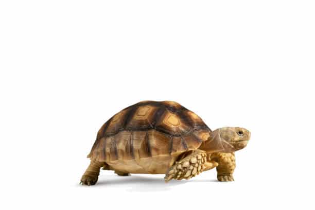 Turtle isolated on white background with clipping path
