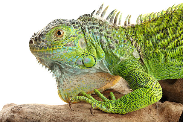 Studio shot on white background.