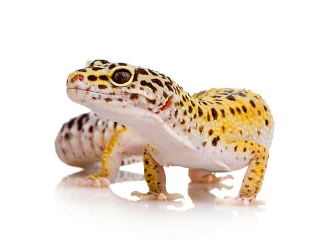 luipaardgecko